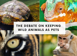 The Debate on Keeping Wild Animals as Pets