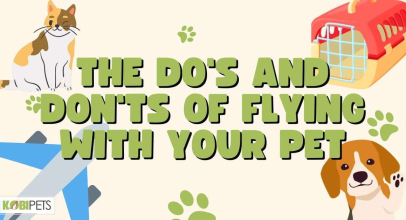 The Do’s and Don’ts of Flying with Your Pet