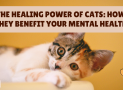 The Healing Power of Cats: How They Benefit Your Mental Health