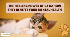 The Healing Power of Cats: How They Benefit Your Mental Health