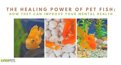 The Healing Power of Pet Fish: How They Can Improve Your Mental Health