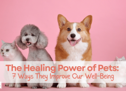 The Healing Power of Pets: 7 Ways They Improve Our Well-Being