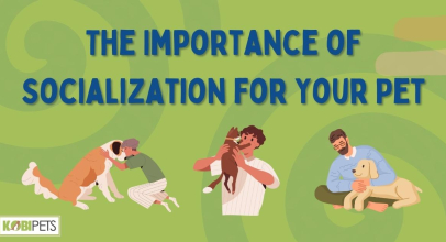 The Importance of Socialization for Your Pet