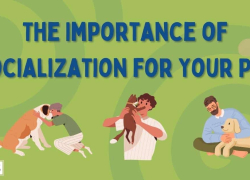 The Importance of Socialization for Your Pet