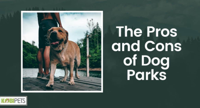 The Pros and Cons of Dog Parks