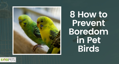 8 How to Prevent Boredom in Pet Birds
