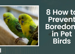 8 How to Prevent Boredom in Pet Birds