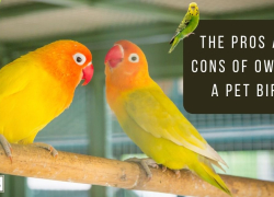 The Pros and Cons of Owning a Pet Bird