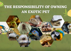 The Responsibility of Owning an Exotic Pet