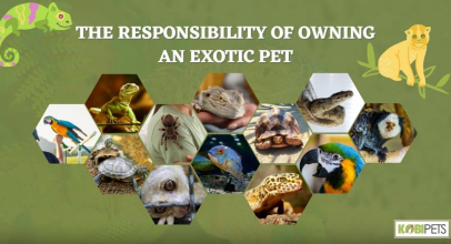 The Responsibility of Owning an Exotic Pet