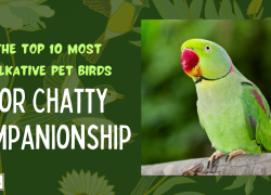 The Top 10 Most Talkative Pet Birds for Chatty Companionship