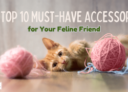 The Top 10 Must-Have Accessories for Your Feline Friend