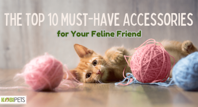 The Top 10 Must-Have Accessories for Your Feline Friend