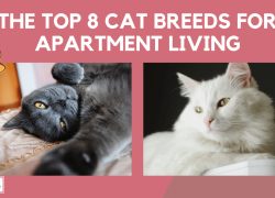 The Top 8 Cat Breeds for Apartment Living
