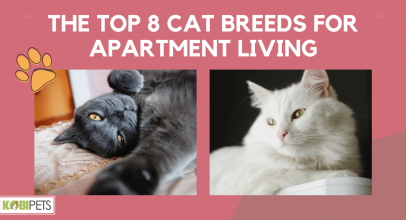 The Top 8 Cat Breeds for Apartment Living
