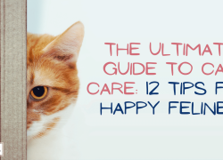 The Ultimate Guide to Cat Care: 12 Tips for Happy Felines