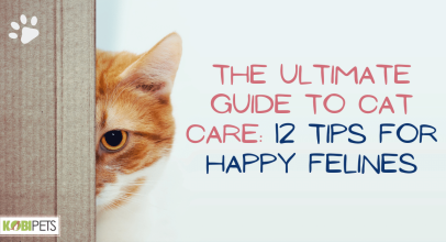 The Ultimate Guide to Cat Care: 12 Tips for Happy Felines