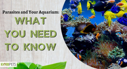 Parasites and Your Aquarium: What You Need to Know