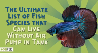 The Ultimate List of Fish Species that Can Live Without Air Pump in Tank