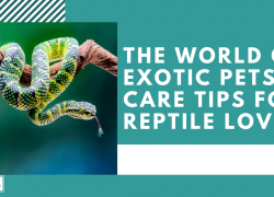 The World of Exotic Pets: Care Tips for Reptile Lovers