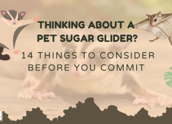Thinking About a Pet Sugar Glider? 14 Things to Consider Before You Commit