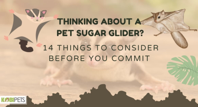 Thinking About a Pet Sugar Glider? 14 Things to Consider Before You Commit