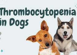 Thrombocytopenia in Dogs