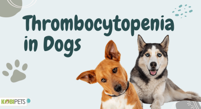 Thrombocytopenia in Dogs