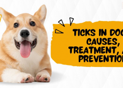 Ticks in Dogs: Causes, Treatment, and Prevention