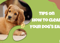 Tips On How to Clean Your Dog’s Ears