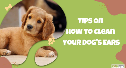 Tips On How to Clean Your Dog’s Ears