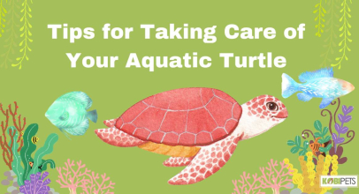 Tips for Taking Care of Your Aquatic Turtle
