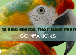 Top 10 Bird Breeds That Make Perfect Companions