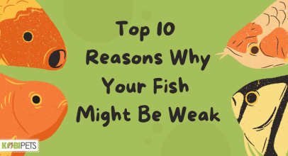 Top 10 Reasons Why Your Fish Might Be Weak