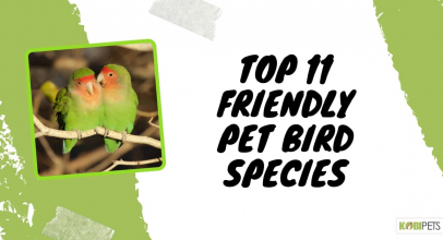 Top 11 Friendly Pet Bird Species