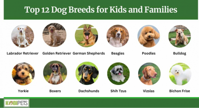 Top 12 Dog Breeds for Kids and Families
