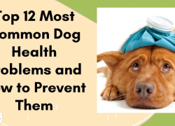 Top 12 Most Common Dog Health Problems and How to Prevent Them