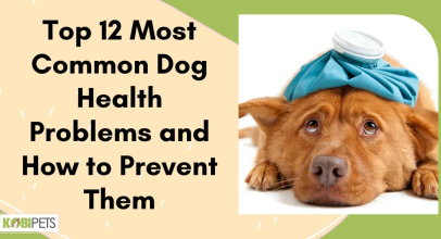 Top 12 Most Common Dog Health Problems and How to Prevent Them
