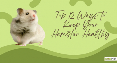 Top 12 Ways to Keep Your Hamster Healthy