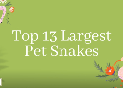 Top 13 Largest Pet Snakes