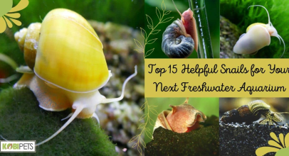 Top 15 Helpful Snails for Your Next Freshwater Aquarium