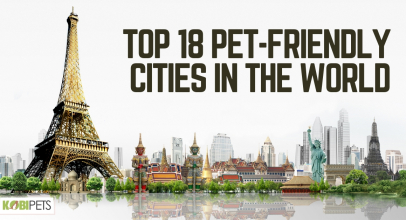 Top 18 Pet-Friendly Cities in the World