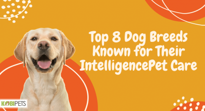 Top 8 Dog Breeds Known for Their Intelligence