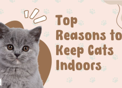 Top Reasons to Keep Cats Indoors