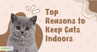 Top Reasons to Keep Cats Indoors
