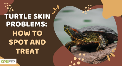 Turtle Skin Problems: How To Spot And Treat