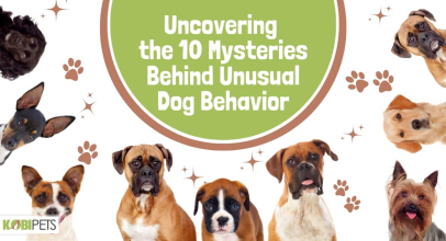 Uncovering the 10 Mysteries Behind Unusual Dog Behavior