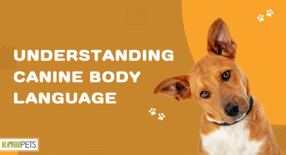 Understanding Canine Body Language