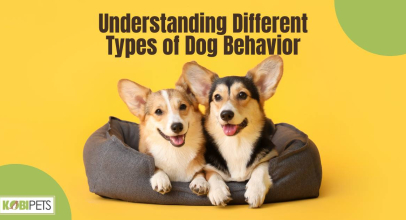 Understanding Different Types of Dog Behavior