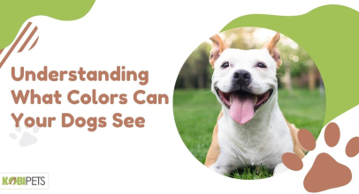 Understanding What Colors Can Your Dogs See